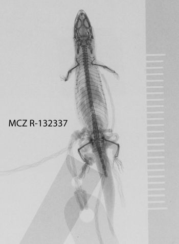 Media type: image;   Herpetology R-132337